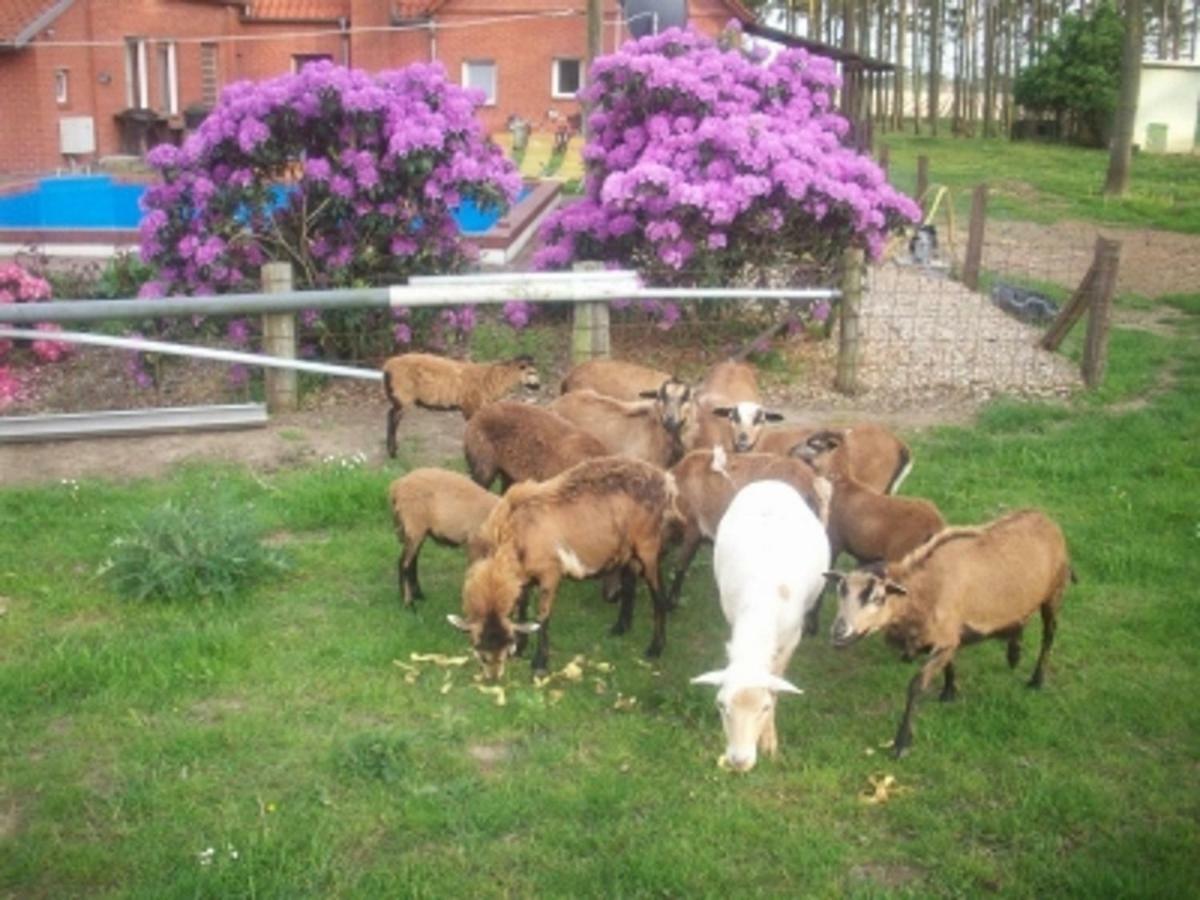Ferienwohnung Jagoda In Der Lueneburger Heide Frankenfeld Buitenkant foto